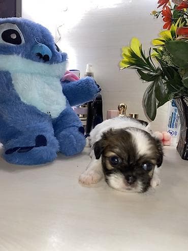 ev itiləri: Məhsul: Pekines balaları - Yaş: 60 günlük - Cins: Pekines - Rənglər — 5