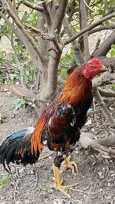 balaken heyvan satisi: Xoruz, Heyratı, il: 1, Ödənişli çatdırılma, Rayonlara çatdırılma — 2