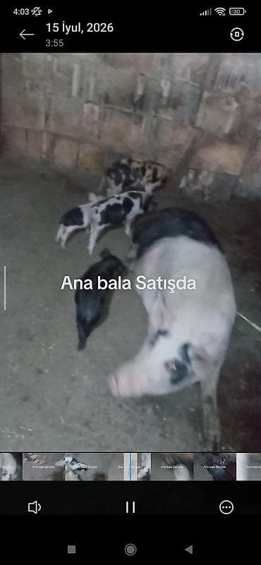 super alabay kl type 1: Ana donuz və balaları donuz satışı - Növ: Donuz (ana + balalar) - — 2