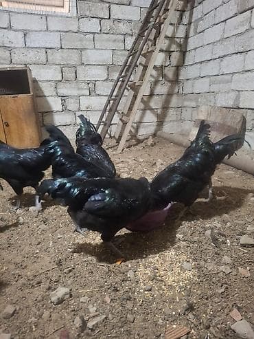 liqorin xoruzu: Avstrolop xoruzu 35 manat .ünvan Kürdəxanı (razılaşma) — 4