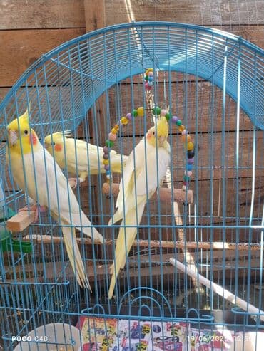 hazır inşalar: Tək tək korella 50 Azn 4 ün Alana Qefes qarişiq 200 Azn hazir cuttuler — 5