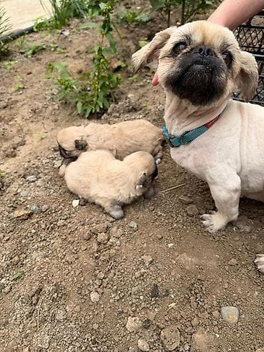 avcarka bala: Pekines, 1 ay, Dişi, Peyvəndli, Rayonlara çatdırılma — 3