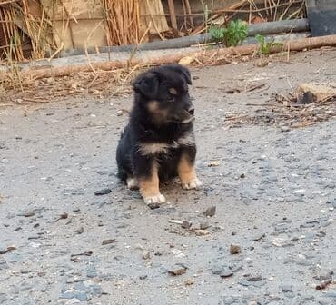 en gozel itler: 1 ay, Dişi, Ünvandan götürmə — 2