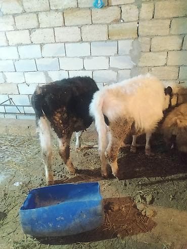 inek od dasi: Ala erkek dana təcili satılır öz qapının sağlam heyvanidir fikir ciddi — 4