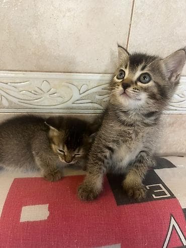 Tabbi, Yaxşı əllərə lalafo.az -da Tabbi, Yaxşı əllərə