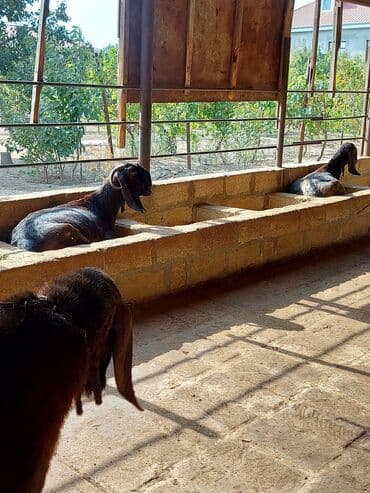 sudlu kecilər: 3üdə bir yerdə satılır, 1 erkəy 2 dişi marağlanan yaza bilər — 4
