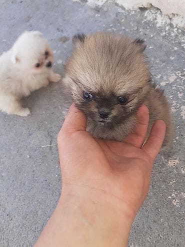 spitz boo: Şpitz, Peyvəndli — 5