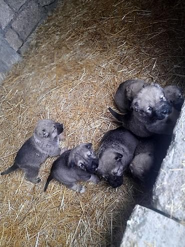 heyvanlar və balaları: Peyvəndli — 3