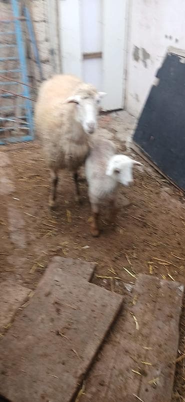 bala qaz: Qoyunlar tam sağlam və yeyimcil heyvanlardı. ana bala 520 AZN tək — 3