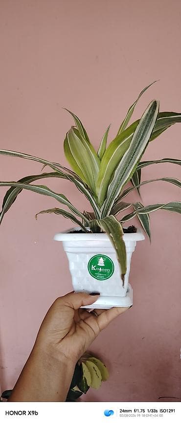 ev gülleri ve adları: Otaq bitkisi – Drasena fragrans ‘Warneckei’ (zolaqlı drasena) - — 2
