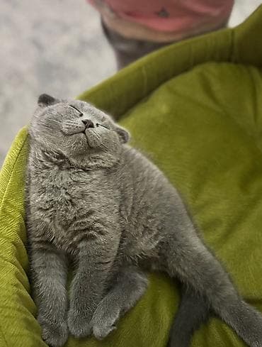 pişik cutleşdirmek: Şinşilla, Erkək, Dişi, Yaxşı əllərə — 1