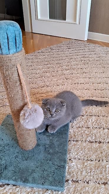 ev dizaynlari: Şotland — 5