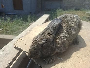 dovşan satisi: ■Salam Barter Var Basqa Dovsan İlə ■Erkeyde var diside her ayliq var — 7