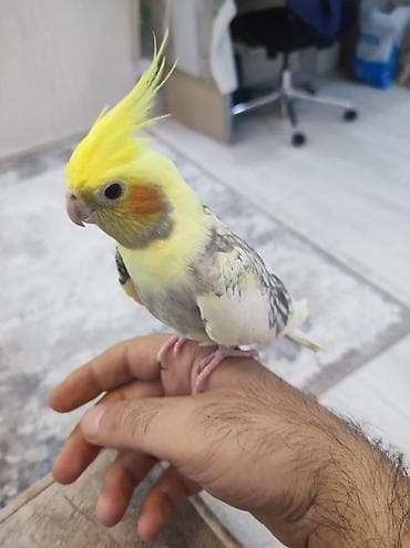 heyvan bazari quslar: 2 aylıq sağlam və çox mehriban Korella papuqay balası satılır. 🐦 — 1