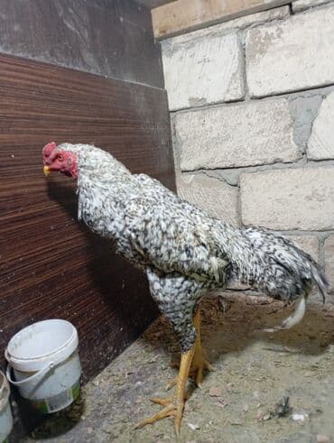 yumurta qoyan heyvanlar: Ata türk ana oshamo mart becesidi — 2