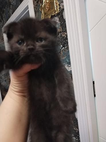 Şotland yastı qulaq