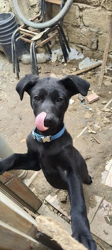 ev heyvanlari satisi: 4 ay, Dişi, Peyvəndli — 7