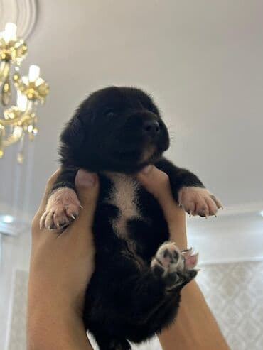 çoban iti satılır: Kane-Korso — 4