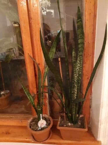 Peyğəmbər qılıncı gülü