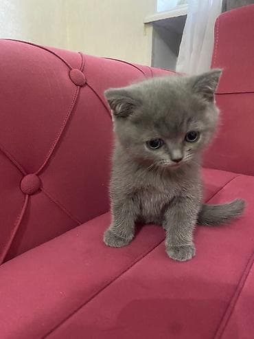 Akvariumlar: Britan — 1