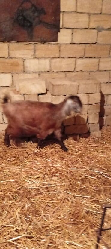 Gəmiricilər: Dişi, Hələb, il: 1, Damazlıq, Ünvandan götürmə — 2