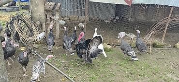 ev qusu: Məhsul: Türki (hind toyuğu) sürüsü Təsvir: - Fotoşəkillərdə göründüyü — 9