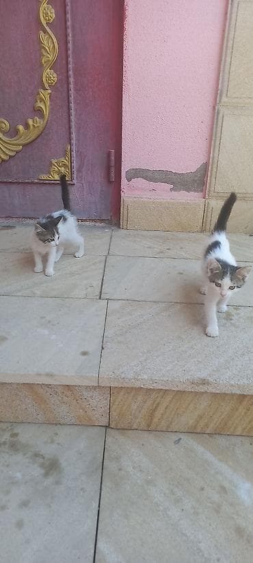 Yaxşı əllərə lalafo.az -da Yaxşı əllərə
