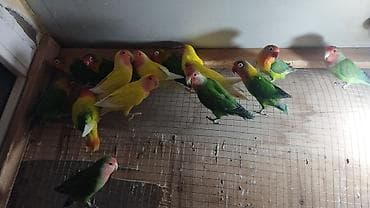 afcarka balasi erkey: Sevgi quşları (lovebird) – müxtəlif rənglərdə dekorativ papağanlar - — 2