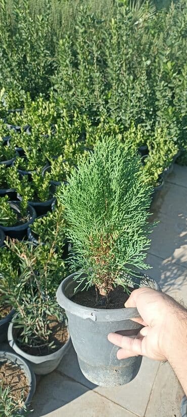 gül toxumları satışı: Dekorativ çöl bitkilərinin satışı və Sifarişlə yetişdirilməsi.Satış — 12