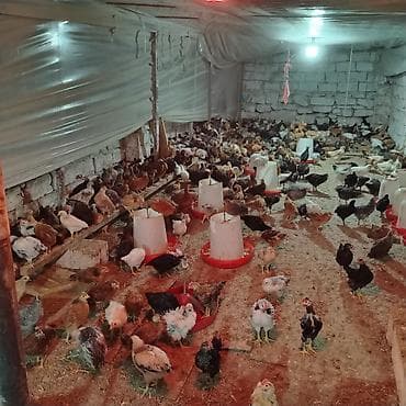 en cox yumurta veren toyuqlar: Toyuq cücələri, Damazlıq, Ünvandan götürmə — 8