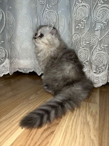 шиншилла кошка цена: Шиншилла, Самка — 11