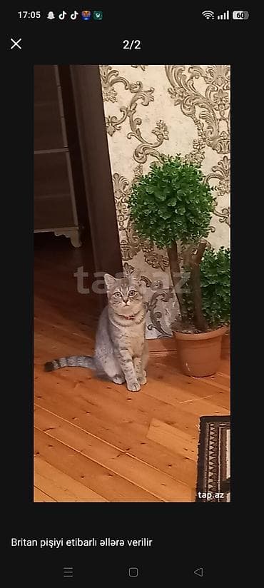 Britan, Dişi, Yaxşı əllərə, Ünvandan götürmə lalafo.az -da Britan, Dişi, Yaxşı əllərə, Ünvandan götürmə