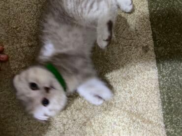 britan pişik: Şinşilla, Dişi — 1