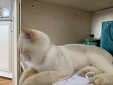 pișik: Ekzot, Erkək — 2