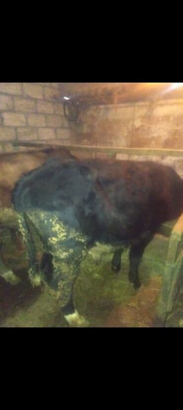 Lincoln: Телята — 1