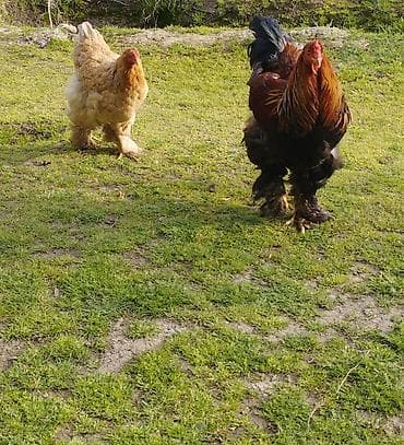 Toyuq, Brama, Damazlıq, Ödənişli çatdırılma