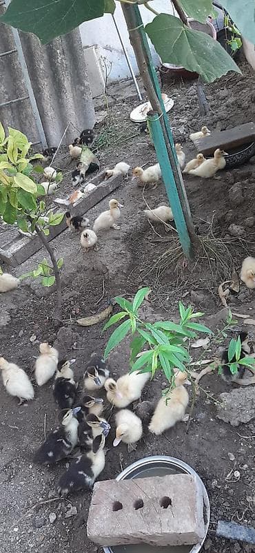 Mulkdə saxlanılan muskus ördək təsərrüfatı üçün bala və damazlıq