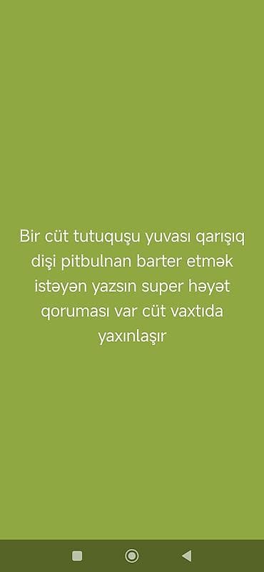 Pitbul, 2 il, Dişi, Ünvandan götürmə