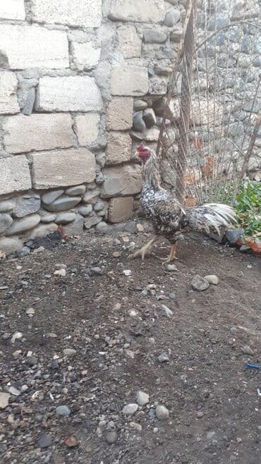 qus yuvası: Məhsul: Ev quşu – xoruz. dalaşkan və sağlamdır! Təsvir: - Rəng — 2