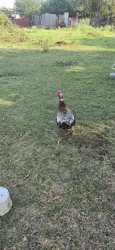 Kənd təsərrüfatı quşları: Musk ördəyi (hind ördəyi) – təsərrüfat üçün - Cins: Muscovy (hind — 3
