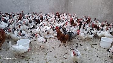 9 aylıq toyuqlar satılır,diri çekileri 2 kq 3 kq arası yumurtlayan — 1