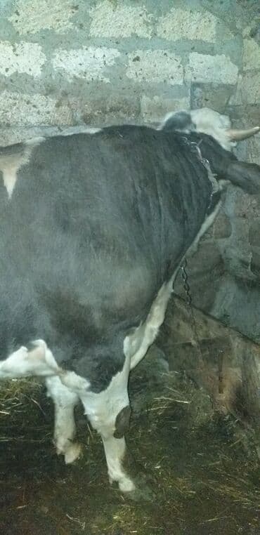 inək adları: Erkək, il: 2, 660 kq, Ətlik — 1