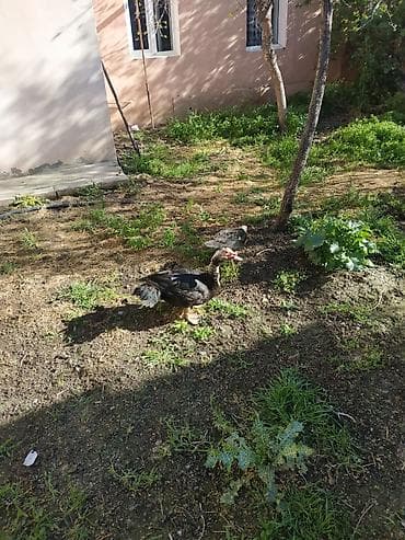 Satișa məhəlli həyətində bəslənən musk ördəkləri (indoutka)