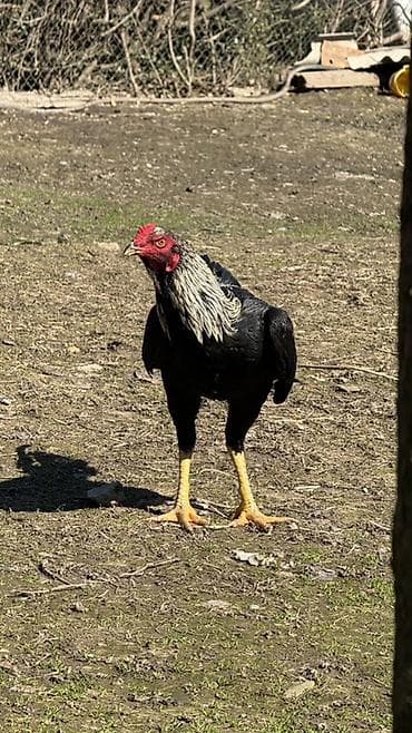 Gəmiricilər: Məhsul: heyratı xoruz satılır 8 aylıqdır (uzunboylu, sərt skeletli — 2