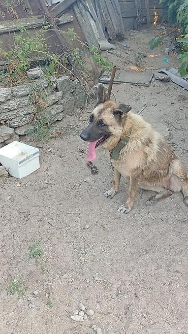 cins heyvanlar: 1 il, Dişi, Peyvəndli, Ödənişli çatdırılma — 1