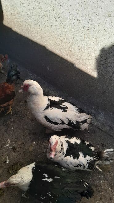 Heyvanlar üçün mallar: Xoruz, il: <1 — 3