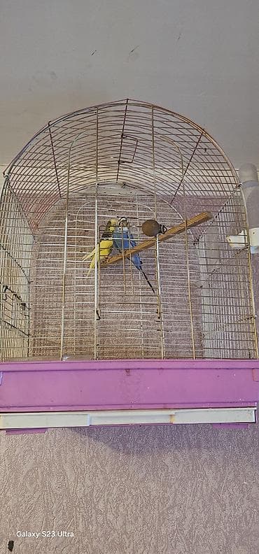 doberman satışı: Hazır cüt valnist satılır bala veren quşlardı cütü 30 m qəfəslə 40 m — 1