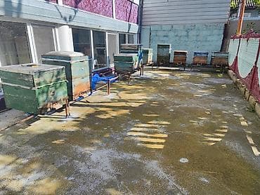 Arı yeşikləri satılır 9 ədəd . ətraflı məlumat üçün bir başa zəng edin