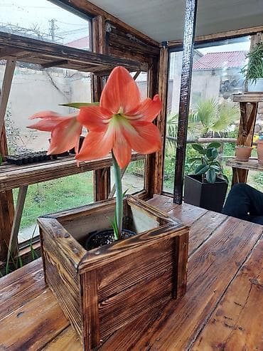 nərgiz gulu satışı: Amarillis (Hippeastrum) soğandan yetişdirilən dekorativ çiçək – parlaq — 1