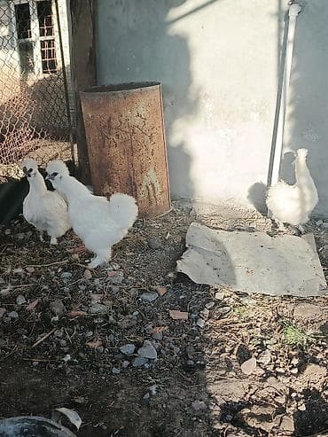 cuce ve xoruz temsil: Toyuq, Damazlıq — 5